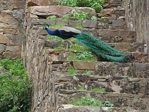 Ranthambore